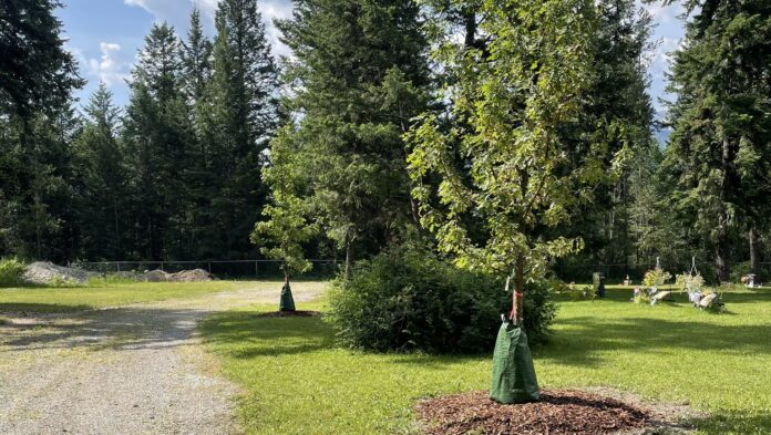 Photo of trees planted in Golden.