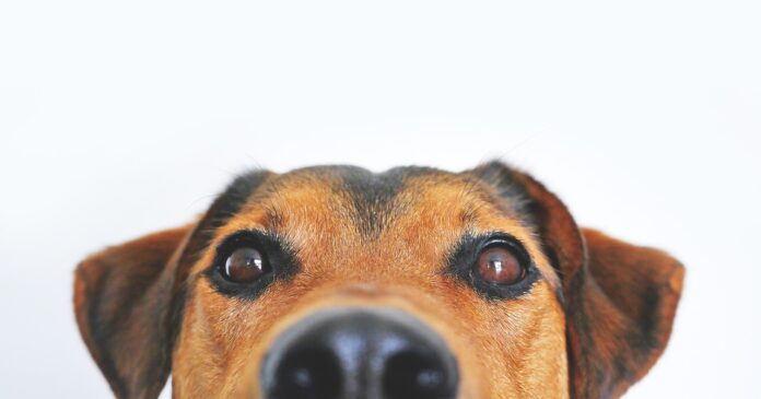 Photo of a dog's face